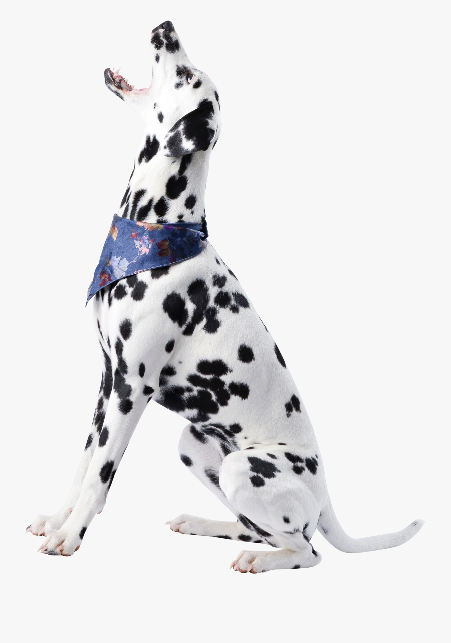 Png Hd Dog, Transparent Clipart
