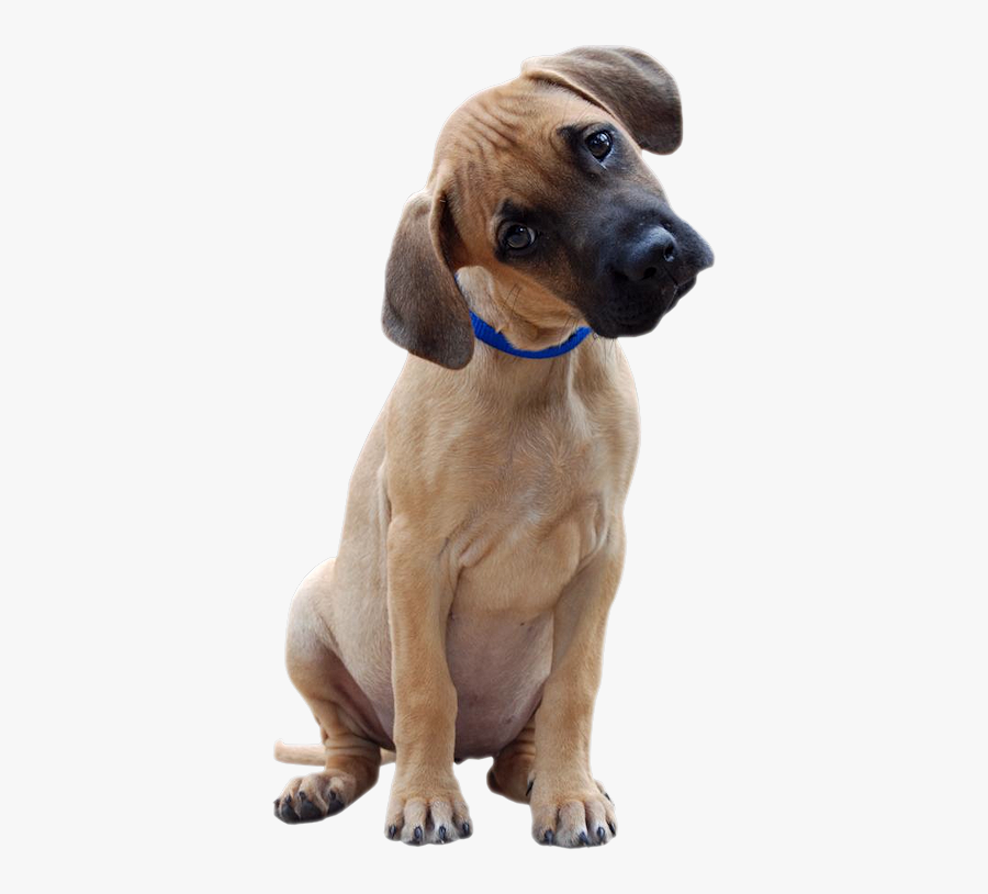 Great Dane Head Tilt, Transparent Clipart