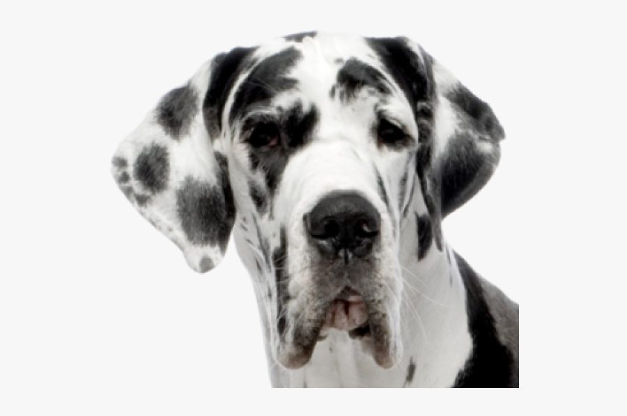 Dolmanian Dog Face Png - White Background Great Dane, Transparent Clipart