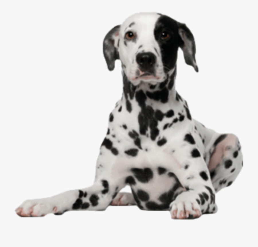 Dolmanian Sitting Dog Png - Dalmatian Transparent Background, Transparent Clipart