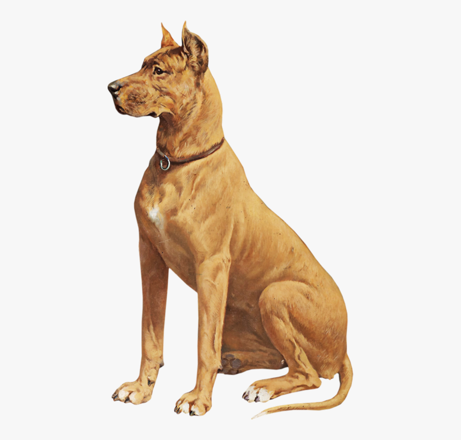 Transparent Great Dane Clipart - سكرابز كلب, Transparent Clipart