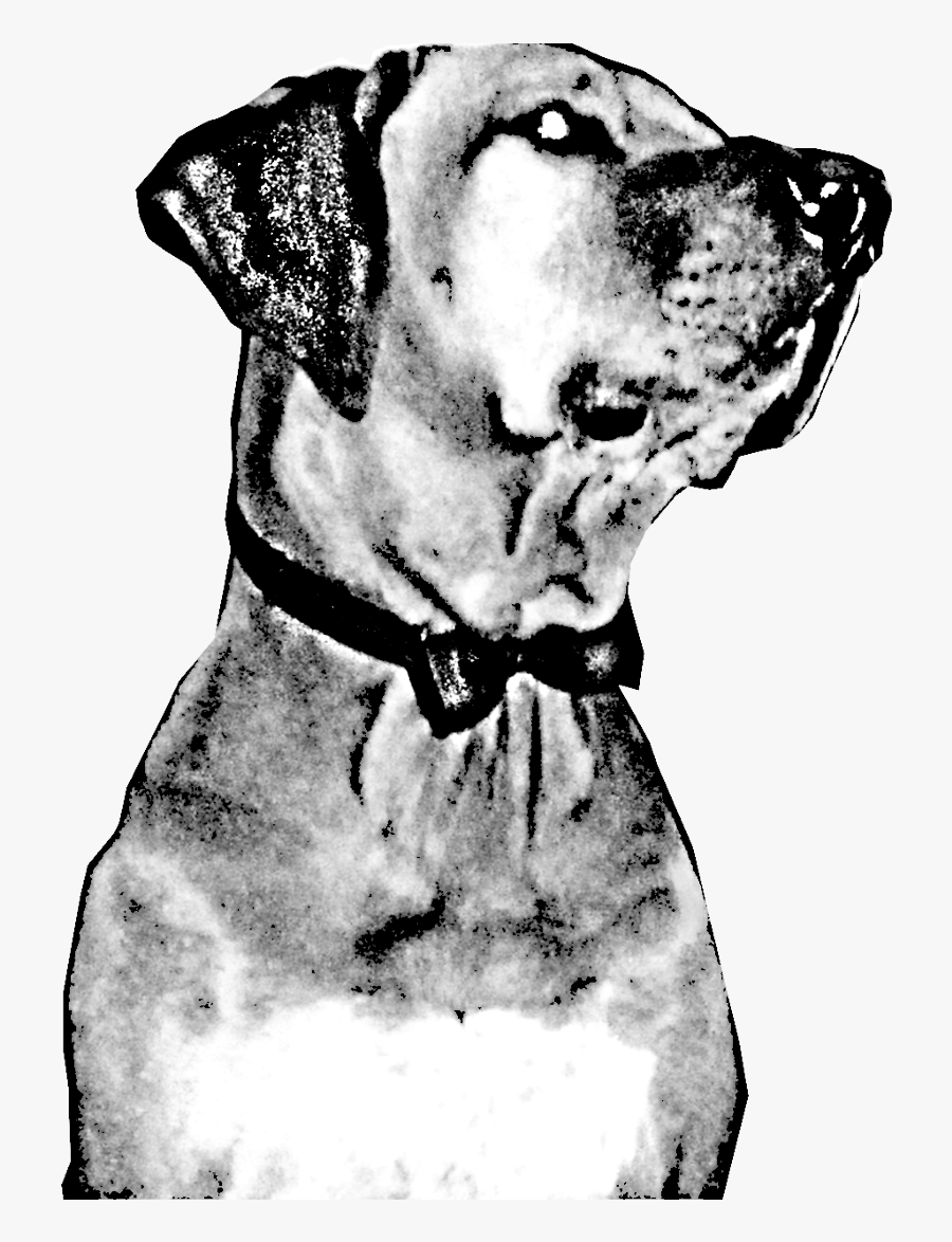 Great Dane Dalmatian Dog Dog Breed Jaw Snout - Companion Dog, Transparent Clipart