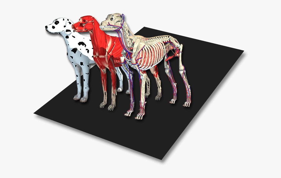 Dalmatian, Transparent Clipart