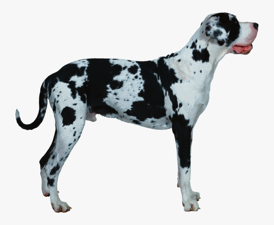 50285 - Dog Pointer Png, Transparent Clipart
