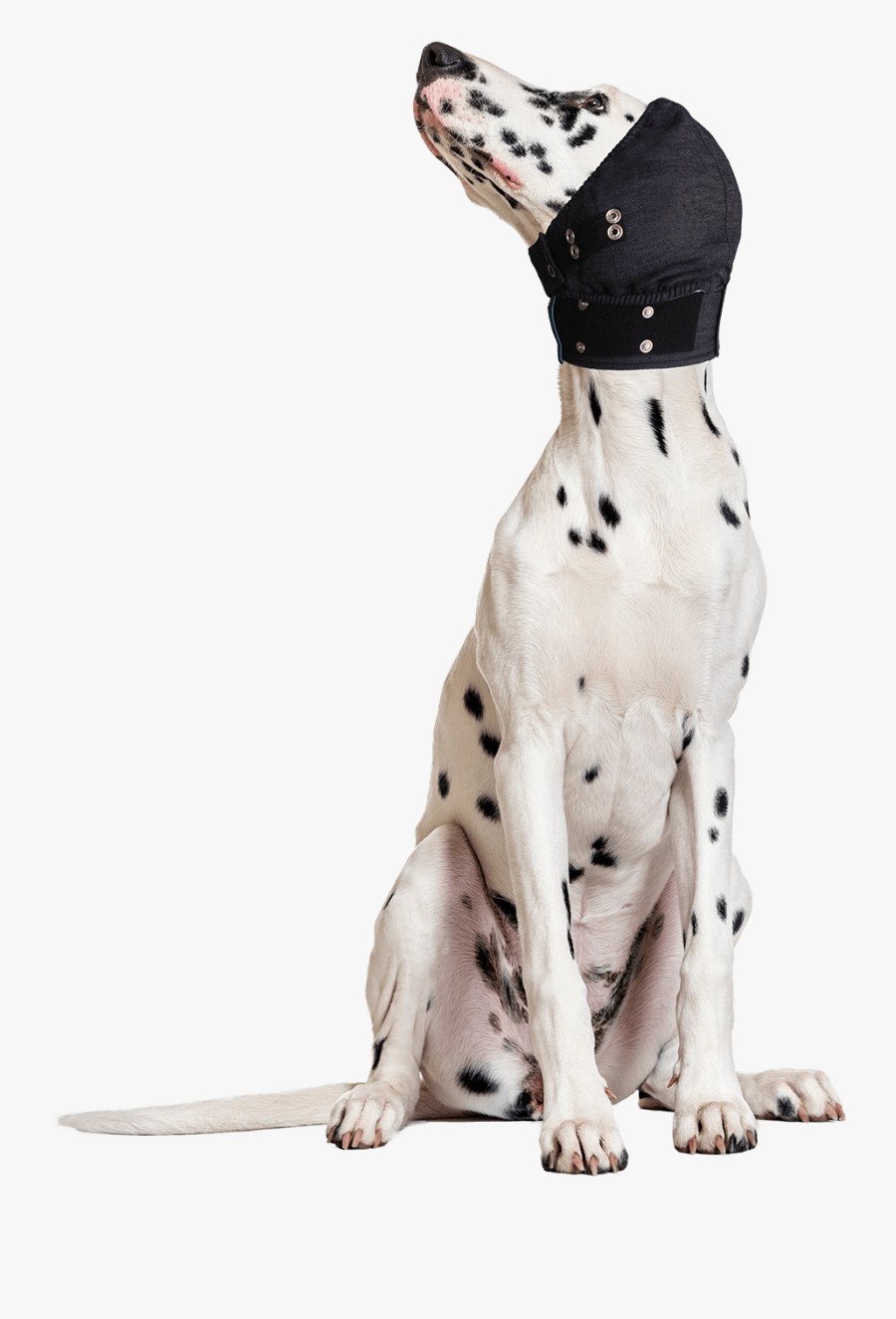 Medical Pet Shirt Head Cover, Transparent Clipart