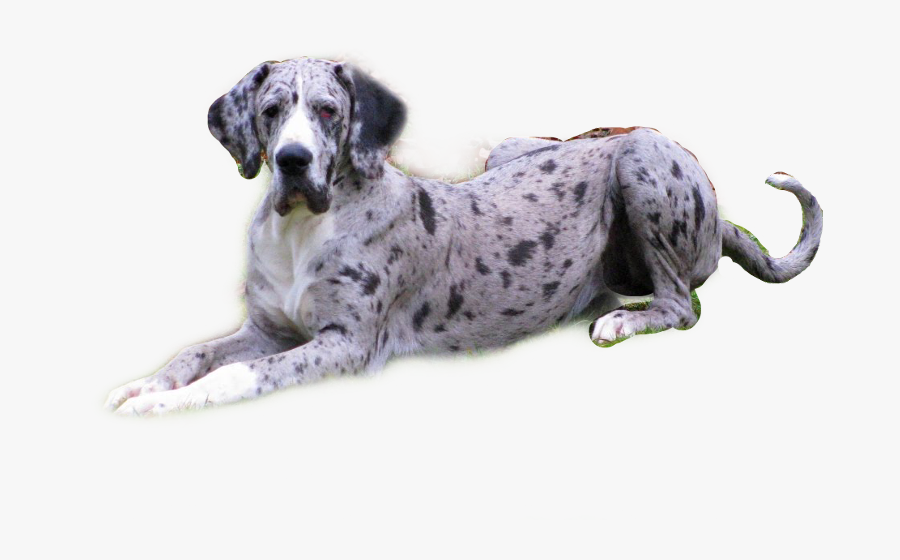 Bing Greatdane Dog Cute Love Freetoedit - Dalmatian, Transparent Clipart