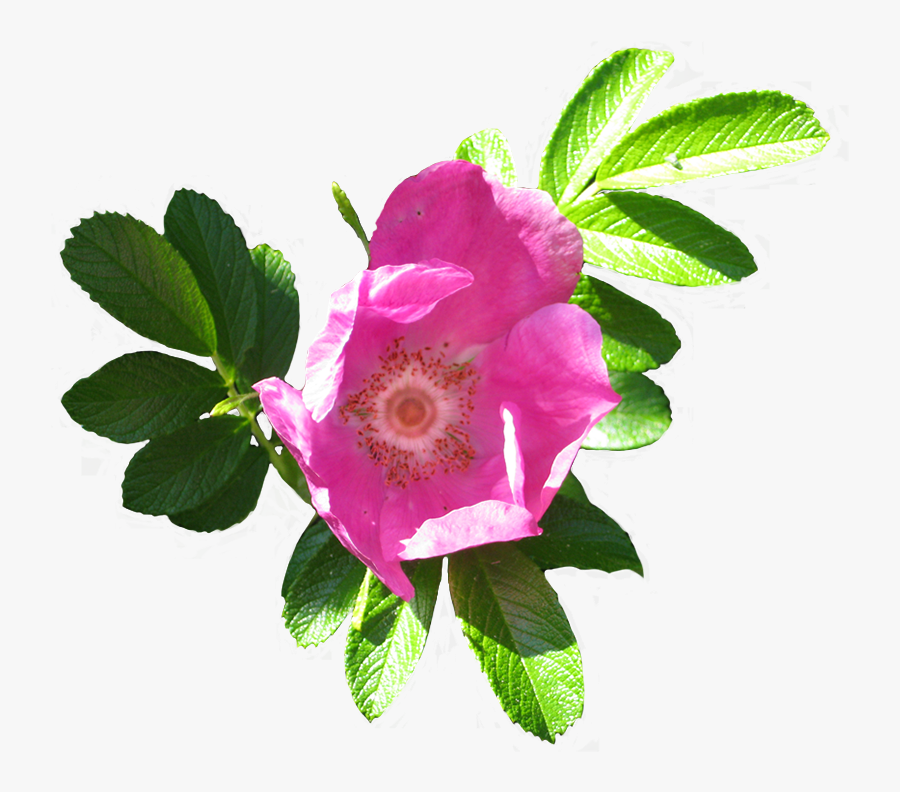 Blooming Dog Rose Image - Dog Rose Png, Transparent Clipart