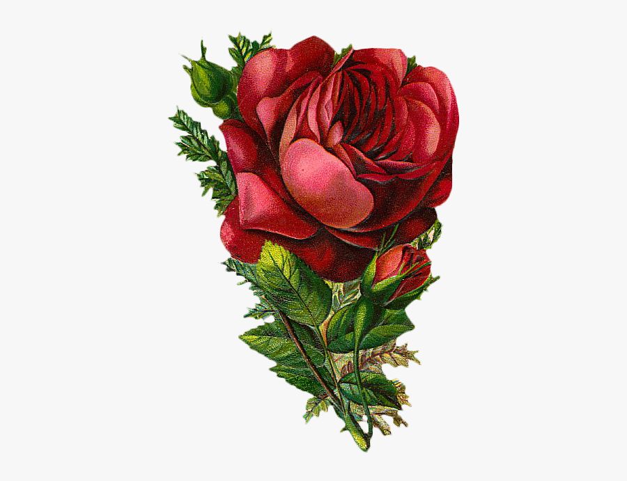 Transparent Vintage Rose Png, Transparent Clipart