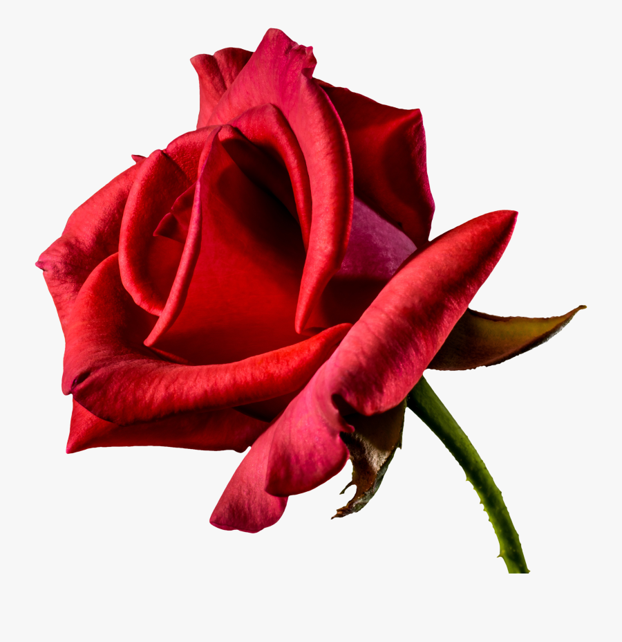 Free Beautiful Red Rose From Side Png Image 4th Of - Free Velantine's Day Png, Transparent Clipart