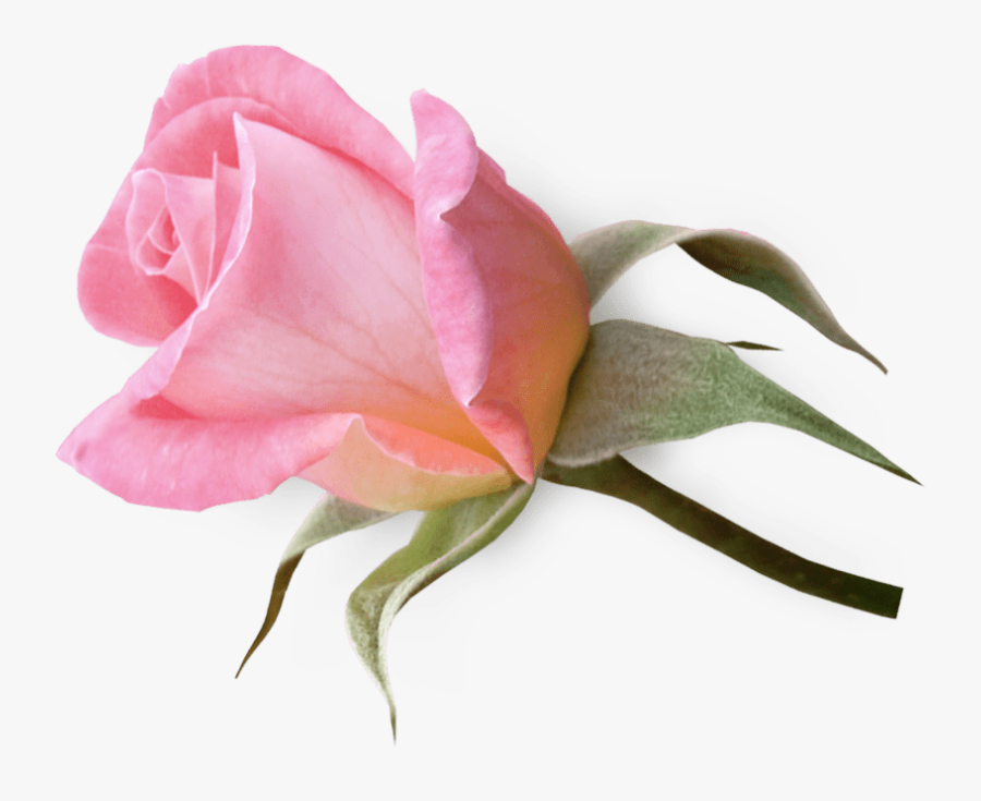 Single Pink Rose Png Transparent, Transparent Clipart