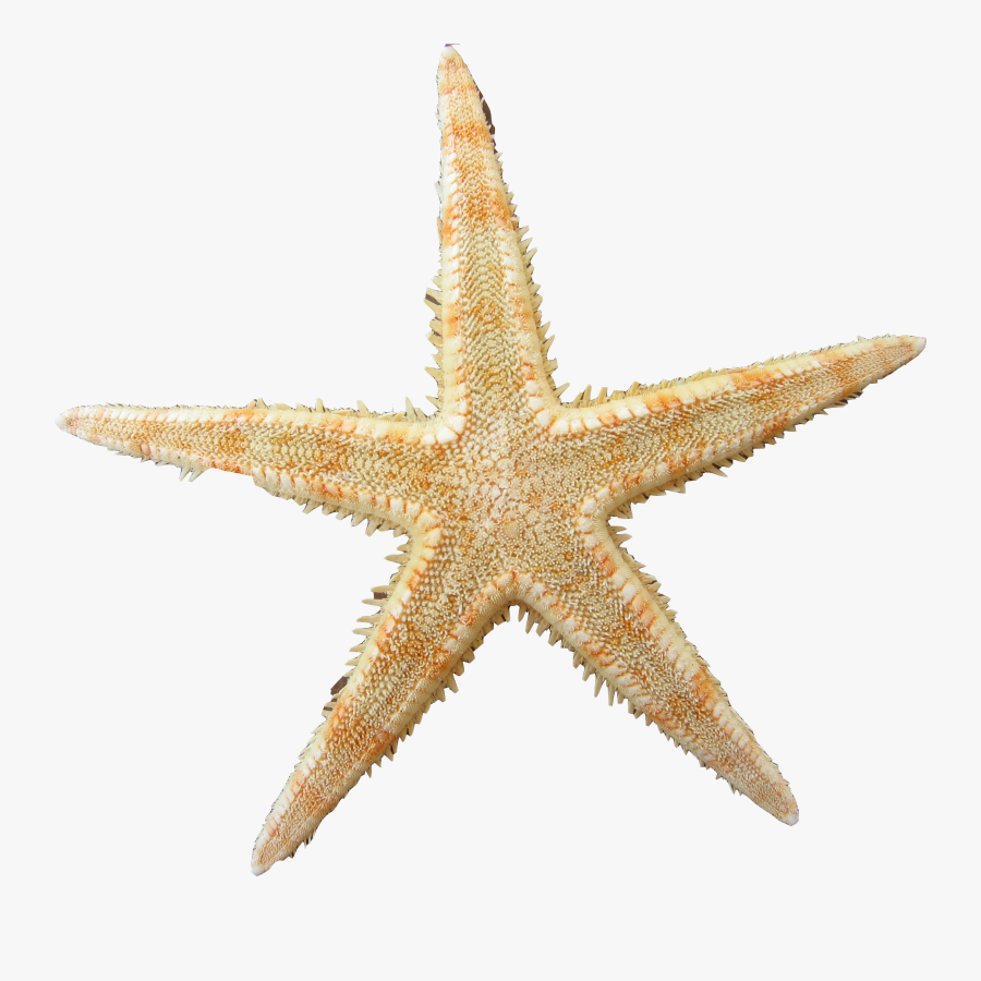 Yellow Clipart Sea Star - Starfish Png, Transparent Clipart
