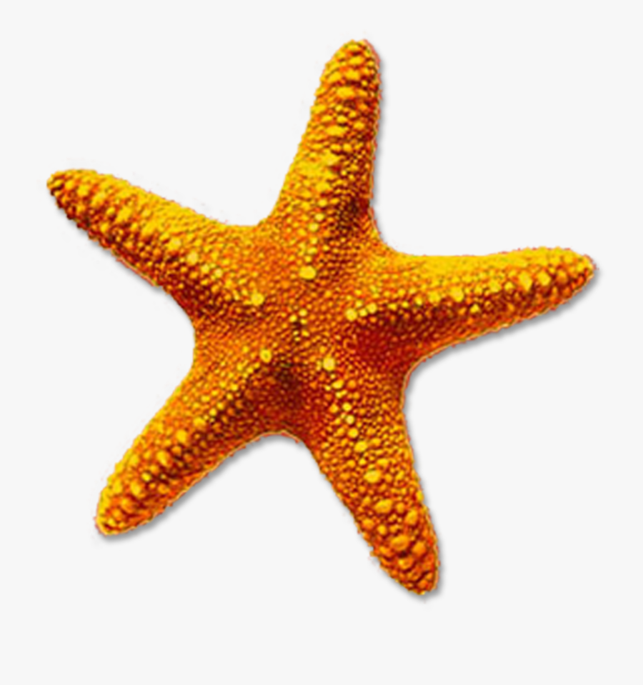 Starfish Images Clip Art - Etoile De Mer Png, Transparent Clipart