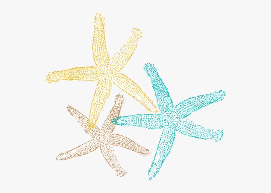 Starfish Sea Star Pic Clipart No Background Free Images - Transparent Background Starfish Clipart, Transparent Clipart