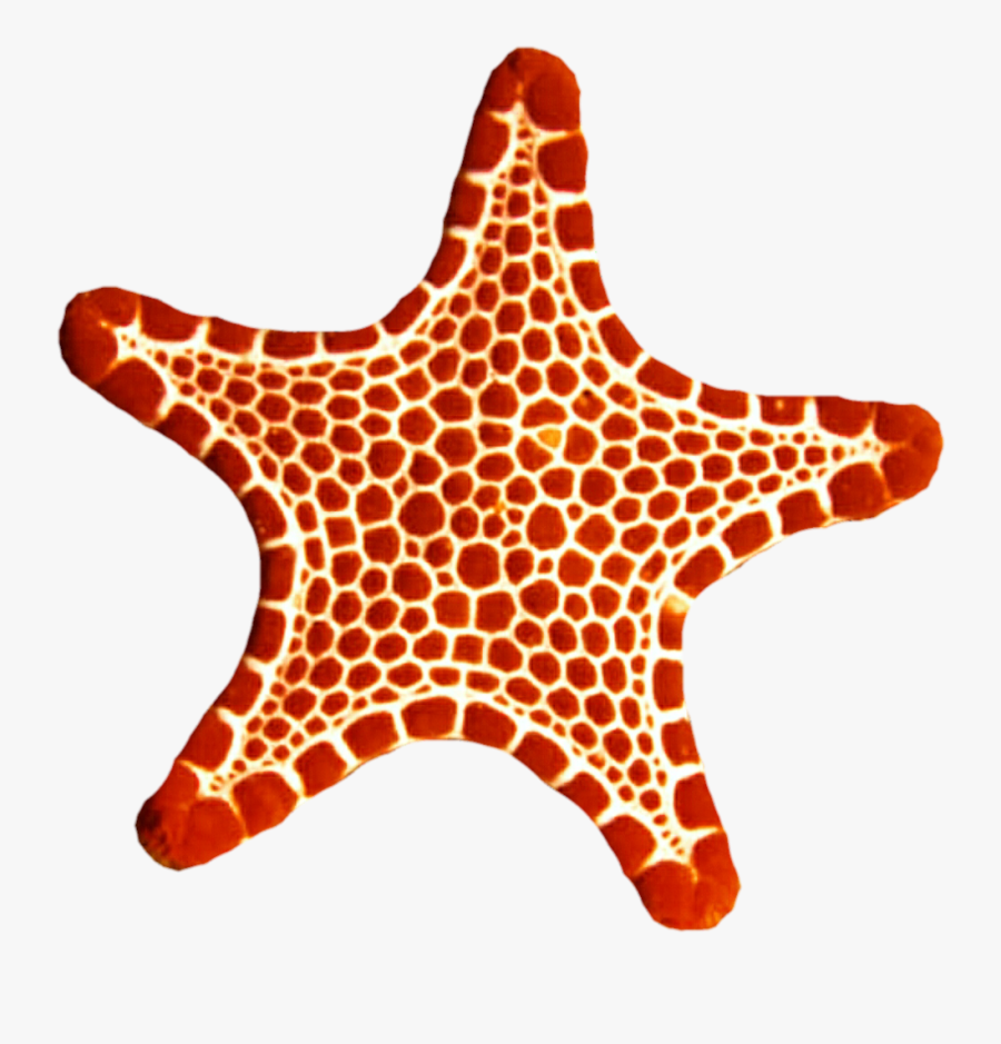 Sea Star Png Photo - Transparent Red Sea Star, Transparent Clipart