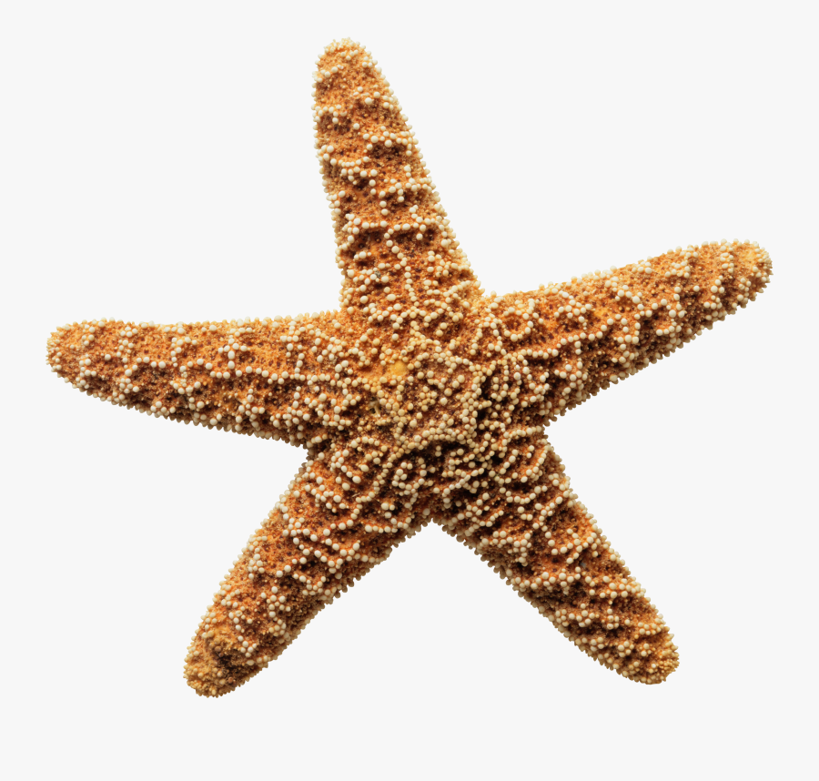 Sea Star Png Download Image - Gif Estrella De Mar, Transparent Clipart