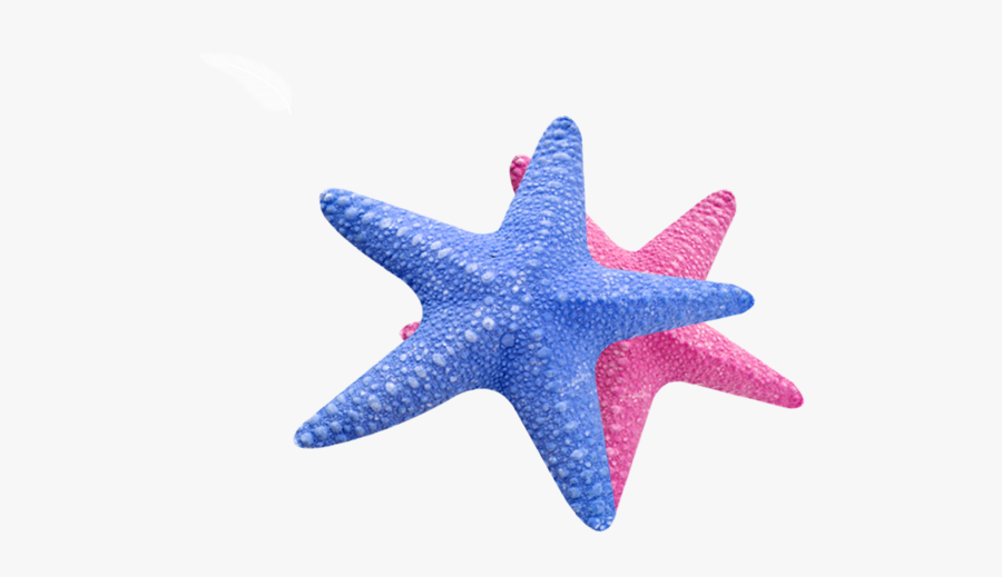 Sea Star Transparent - Sea Star Png, Transparent Clipart