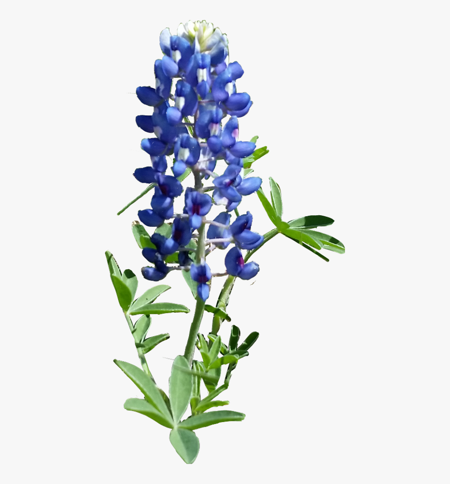 Hd Texas Bluebonnet - Texas Blue Bonnets Png, Transparent Clipart