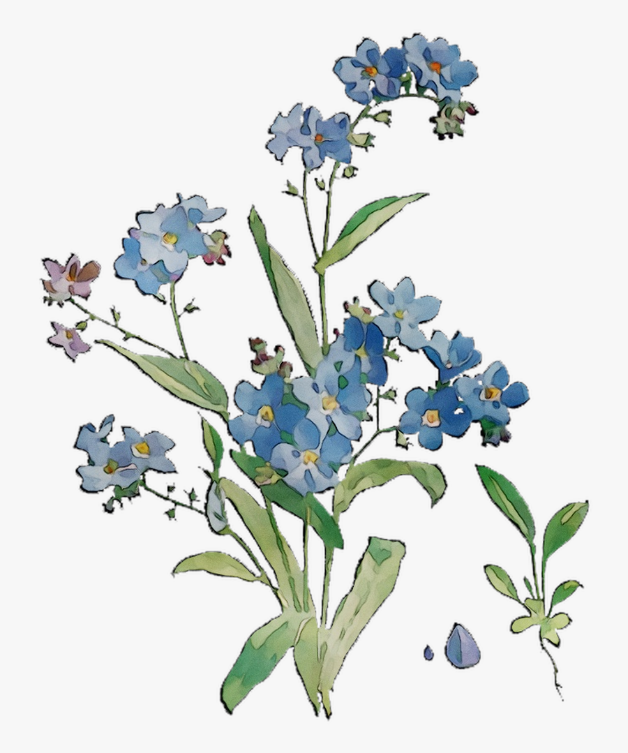Bluebonnet Grasses Flowers Scorpion Cut Free Hd Image - Alpine Forget-me-not, Transparent Clipart