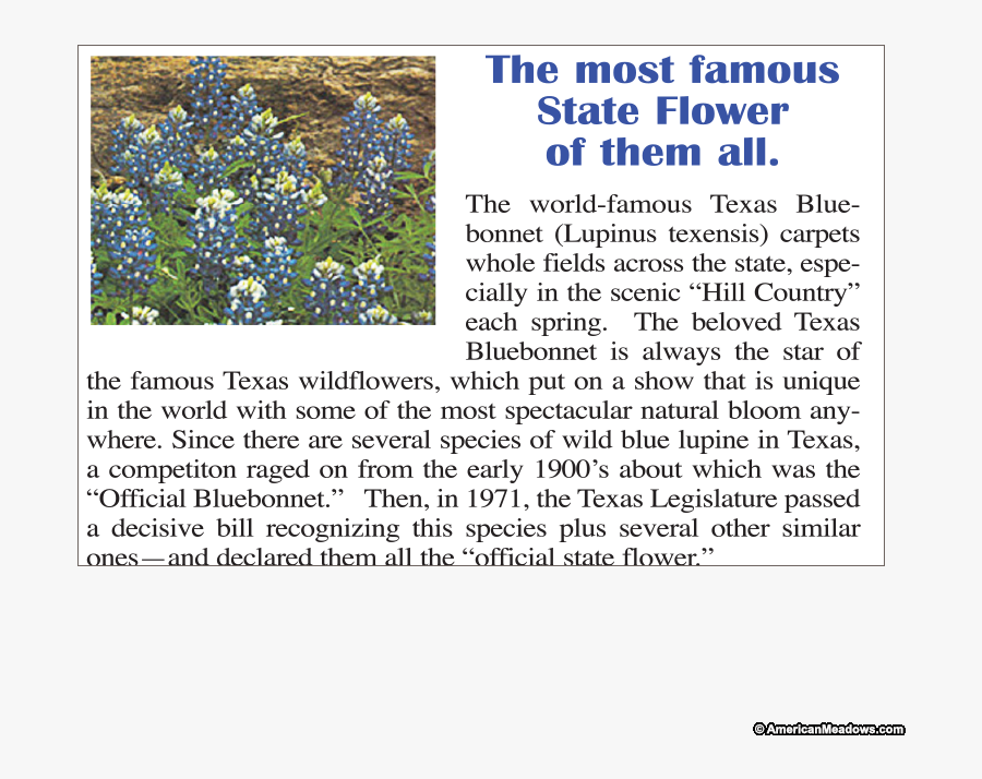 Texas Bluebonnet Texas Bluebonnet Spring Hillside Seed - Flower, Transparent Clipart