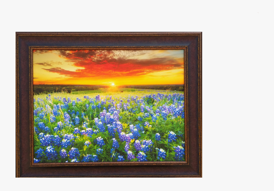 Sunny Days Of Blue Bonnets - Bluebonnets Texas Sunset, Transparent Clipart