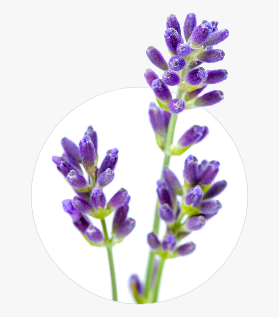 English Lavender Flower Stock Photography Lavender - Lavender, Transparent Clipart
