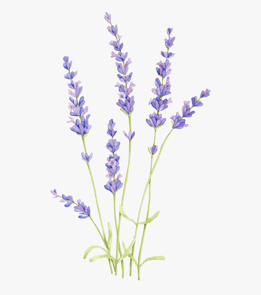 Drawing Watercolor Painting English Lavender Lavender - Drawing Of Lavender Flower, Transparent Clipart