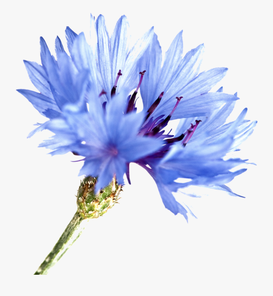 Transparent Blue Bonnet Clipart - Watercolor Corn Flower, Transparent Clipart