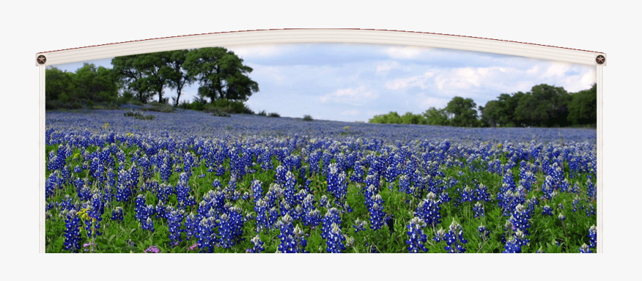 Texas Bluebonnet, Transparent Clipart