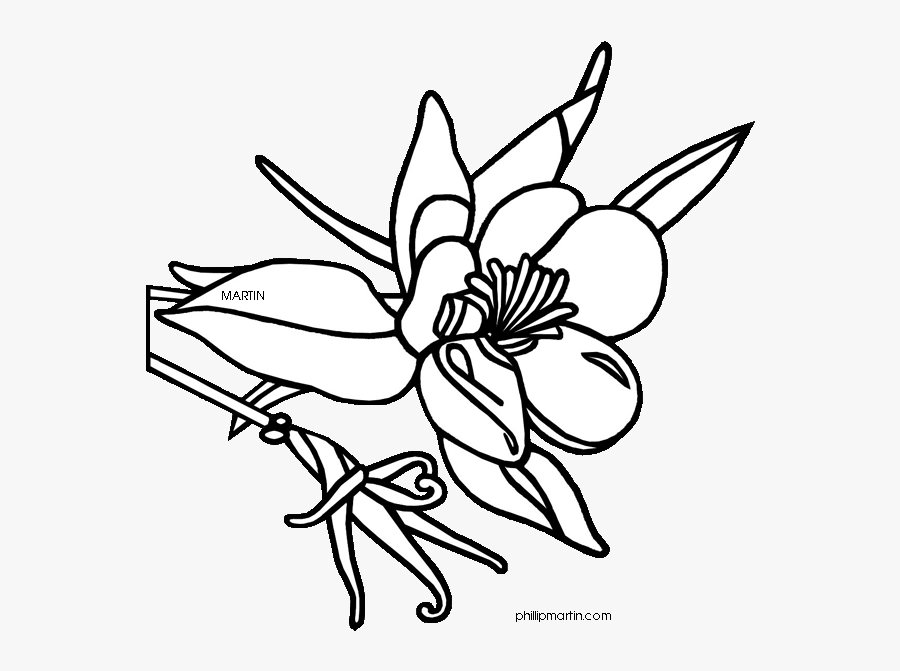 Colorado State Flower Drawing, Transparent Clipart