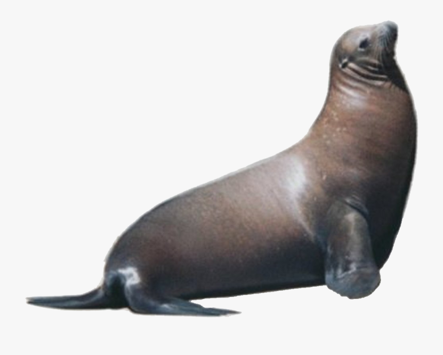 Sea Lion Png Hd Transparent Sea Lion Hd Images - California Sea Lion Png, Transparent Clipart