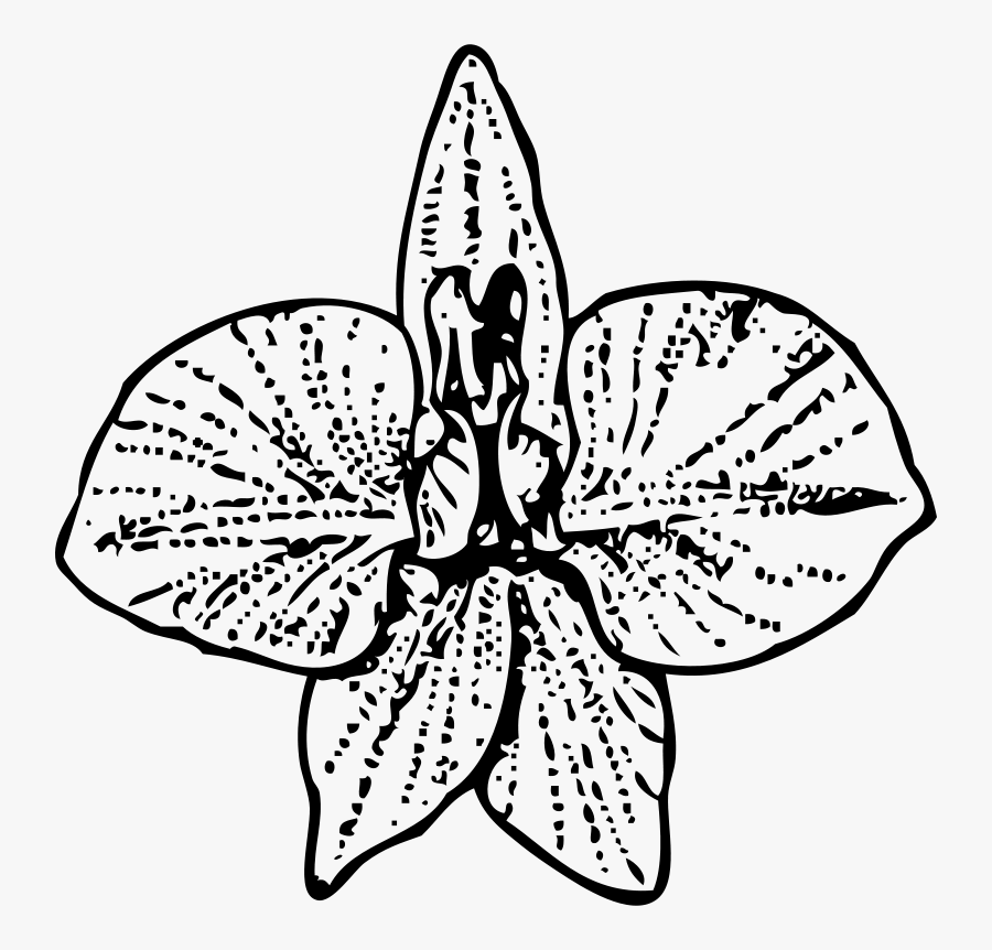 Larkspur - Larkspur Flower Drawing Art, Transparent Clipart