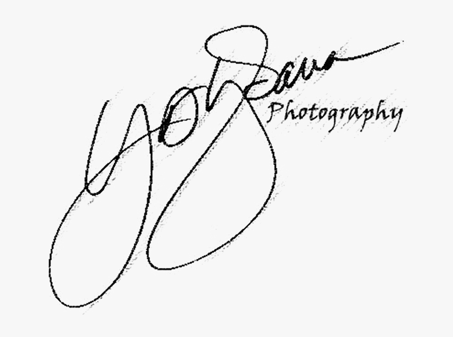 Texas Bluebonnets Y - Line Art, Transparent Clipart