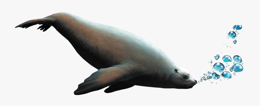 Transparent Seal Animal Png - Dugong, Transparent Clipart