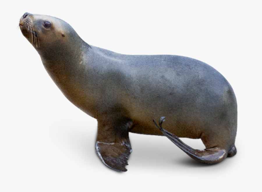 Transparent Sea Lion Png - Sea Lion Transparent, Transparent Clipart