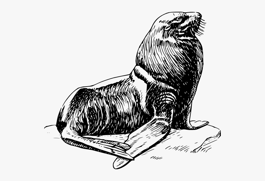 Harp Seal Black And White, Transparent Clipart