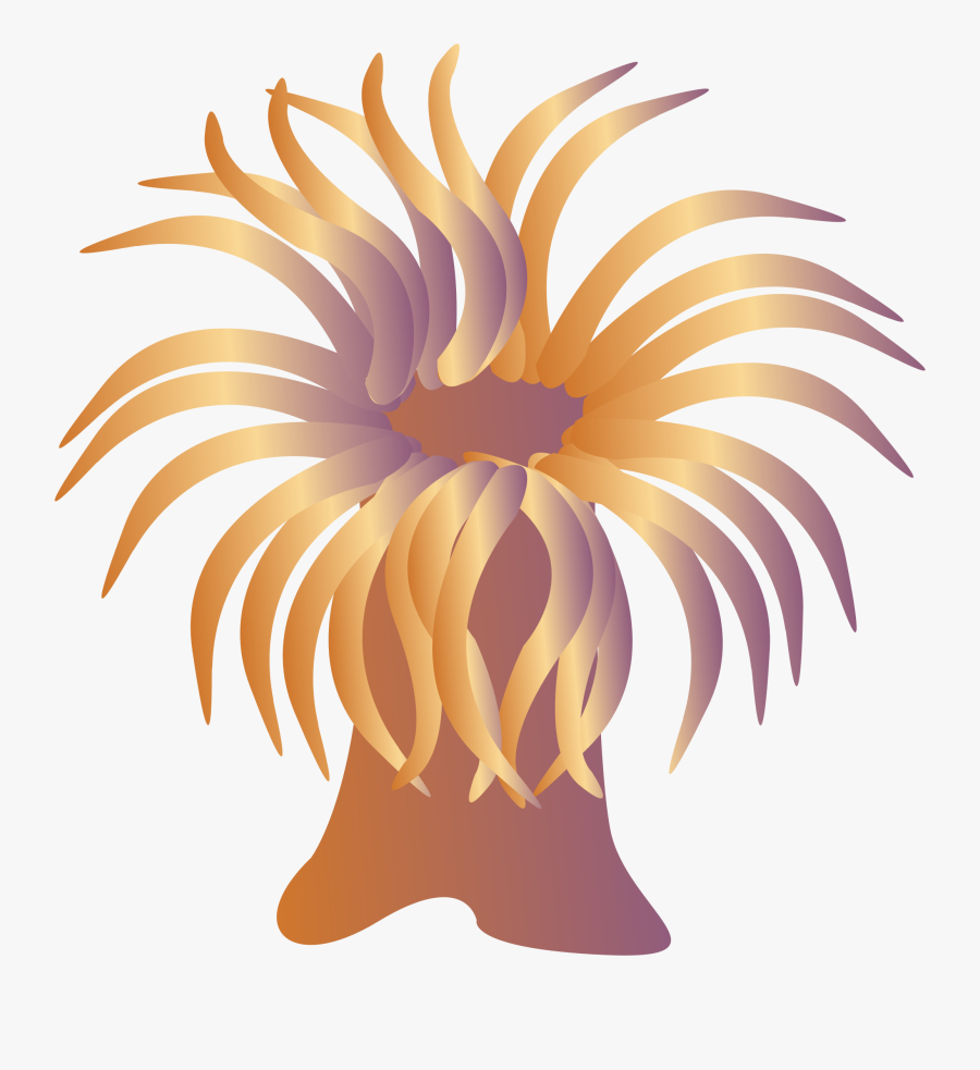Sea Anemone Clipart - Anemone Clipart, Transparent Clipart