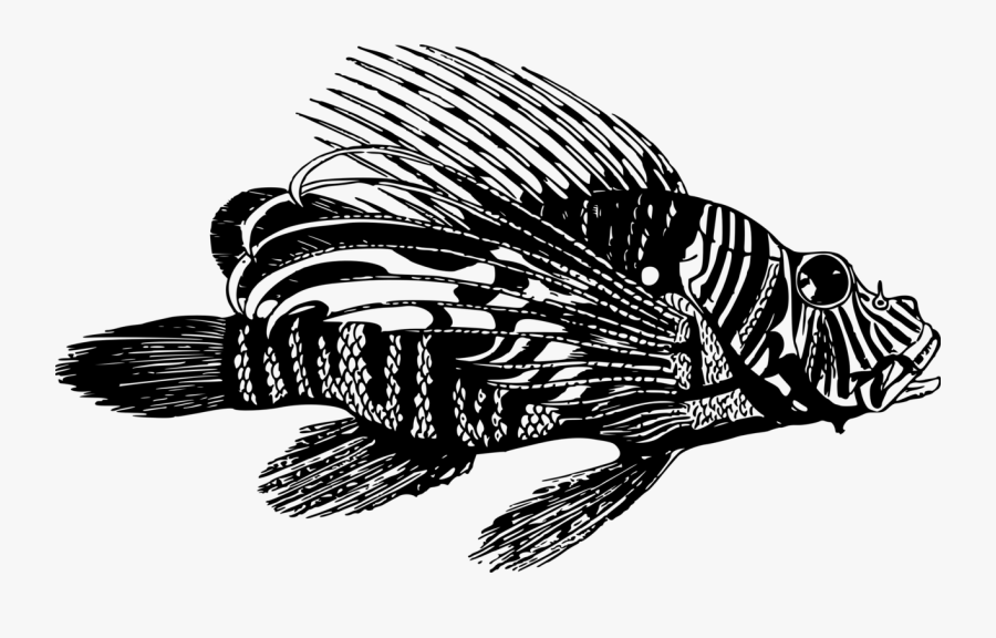 Animal, Peixes, Leão, Oceano, Venenosos, Mar - Clipart Lion Fish, Transparent Clipart