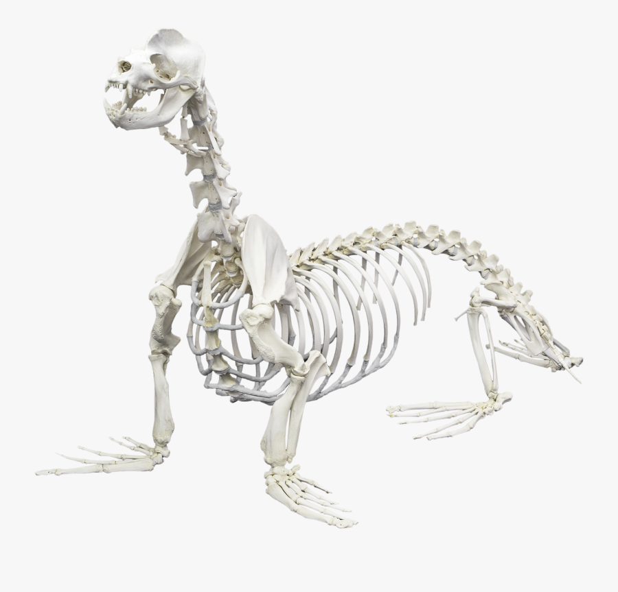 California Sea Lion - California Sea Lion Skeleton, Transparent Clipart