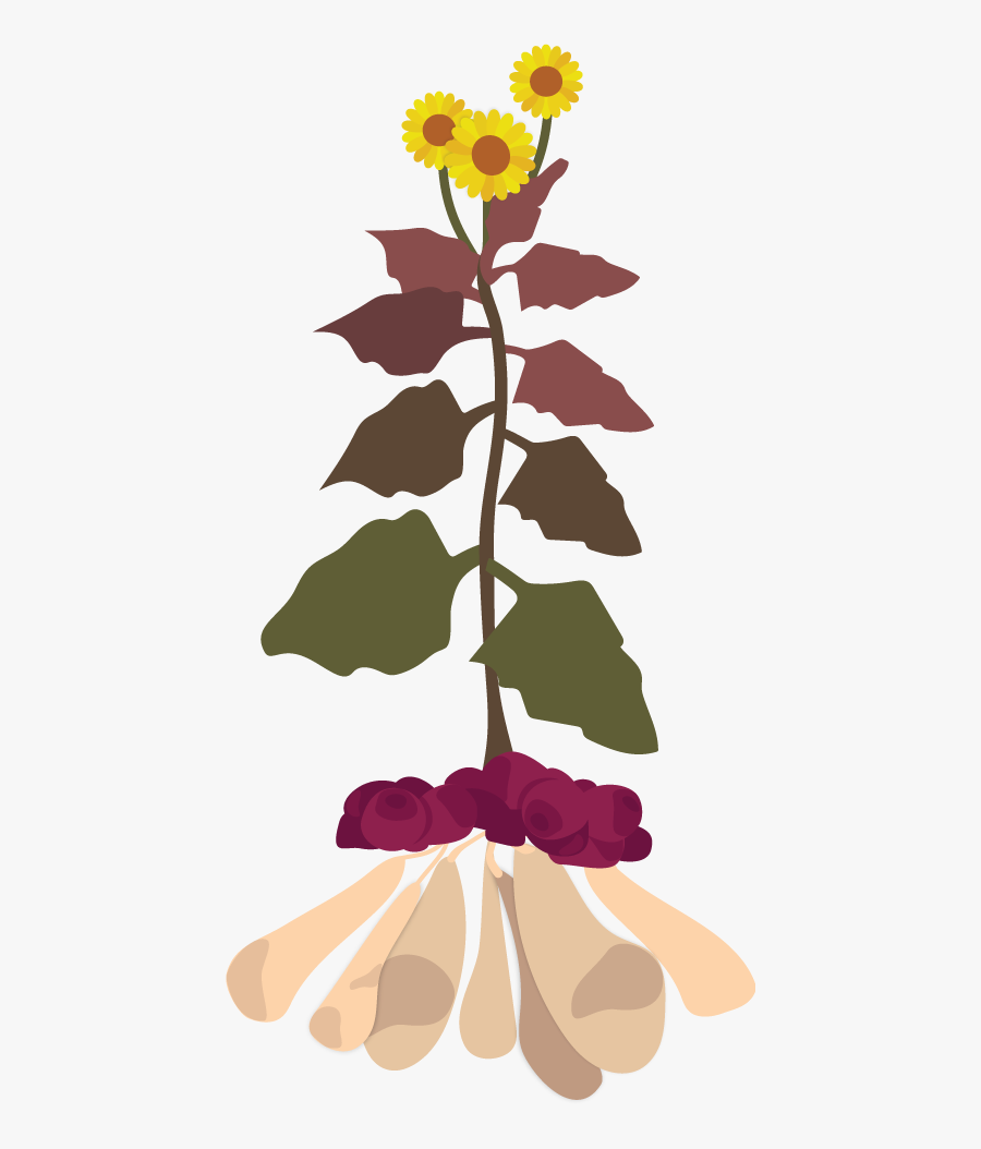 Yacon Plant Illustration - Yacón, Transparent Clipart