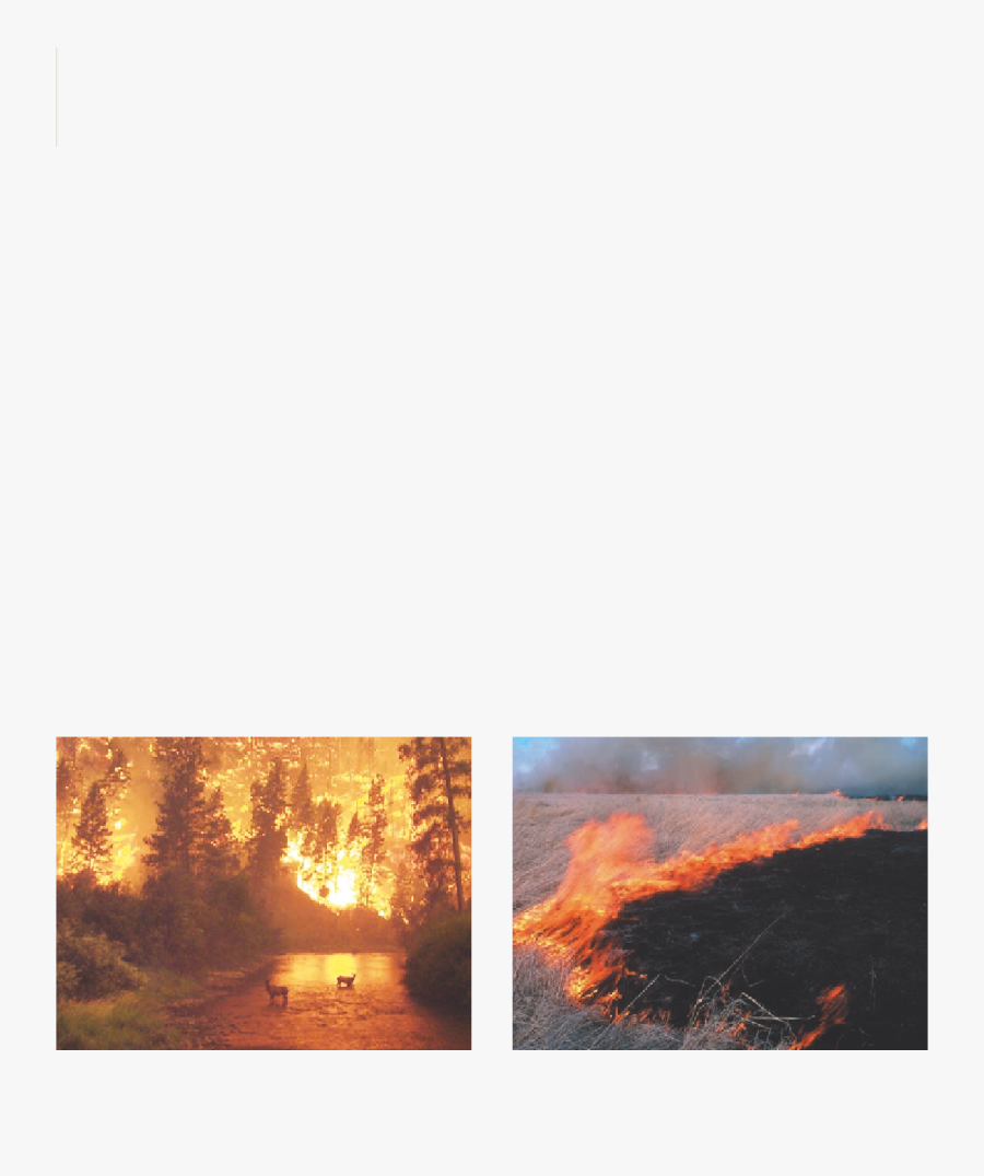 Transparent Wildfire Clipart - Forest Fire Blaze, Transparent Clipart