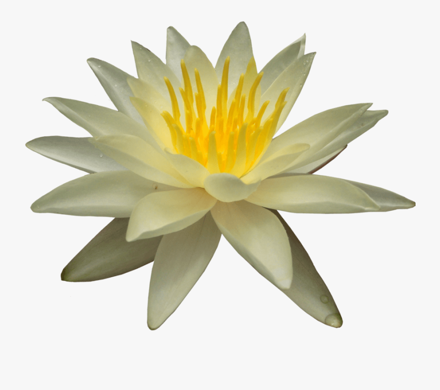 Water Lily Png - White Water Lily Transparent, Transparent Clipart