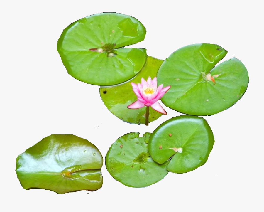 Water Lily - Water Lily Top Png, Transparent Clipart