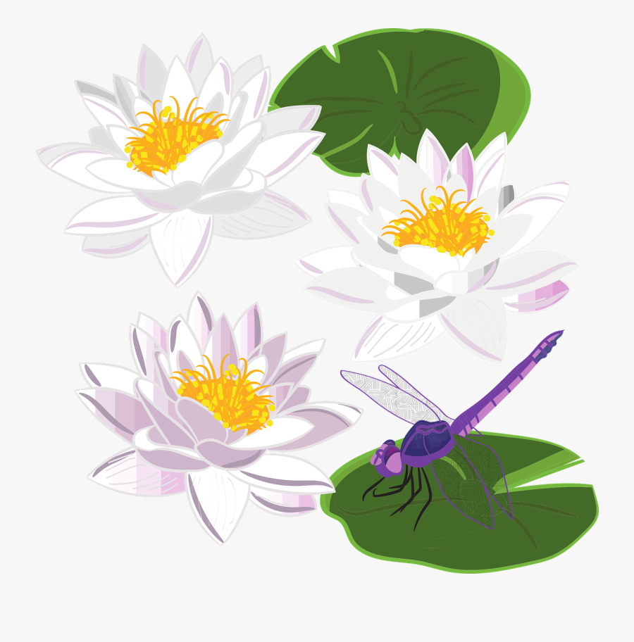 Water Lily, Lily, Flower, Pond, Plant, Flowers, Foliage - Water Lily, Transparent Clipart
