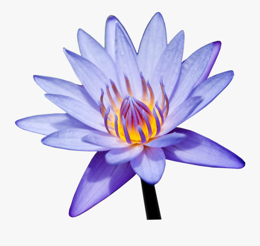 Photoshop Png Frames Wallpapers - Water Lily .png, Transparent Clipart