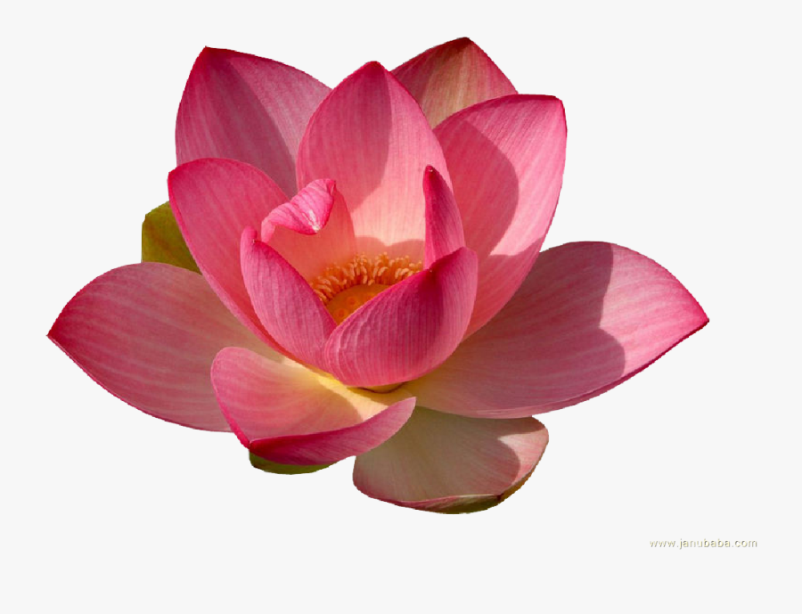 Water Lily Png Transparent - Water Lily Png, Transparent Clipart