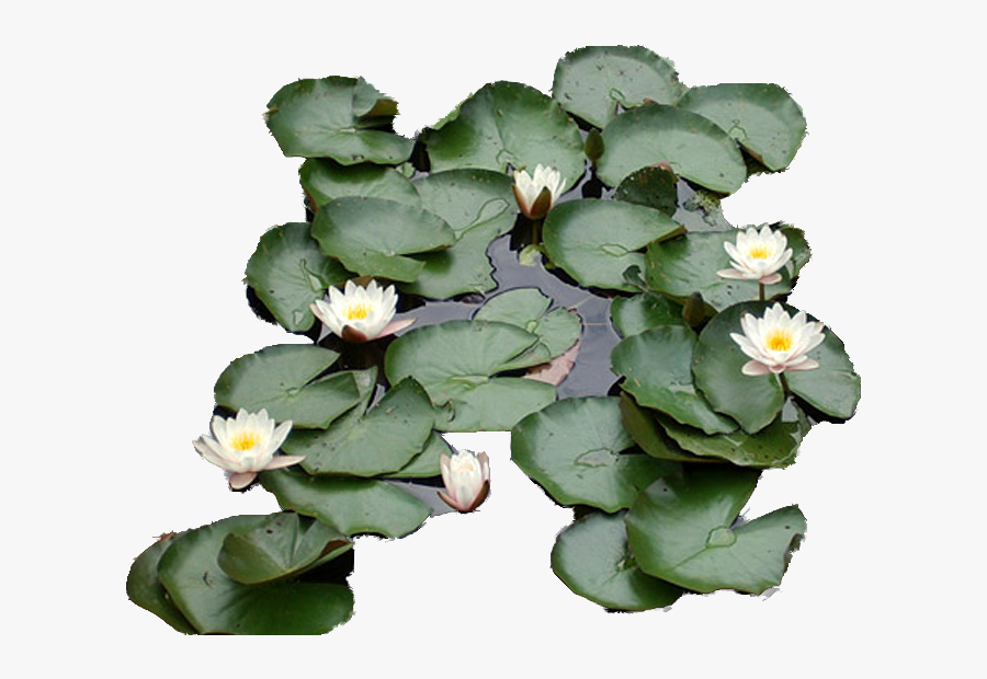 Water Lily - Water Lily Top Png, Transparent Clipart