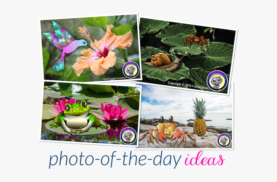 Transparent You Are Invited Clipart - Water Lily, Transparent Clipart