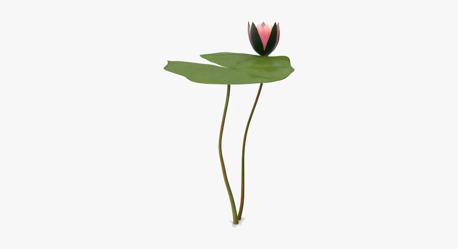Water Lily Png Picture - Water Lilies, Transparent Clipart
