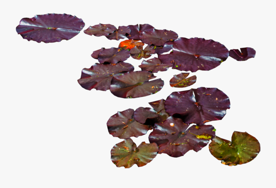 Transparent Water Lily Clipart - Waterlilies Png, Transparent Clipart