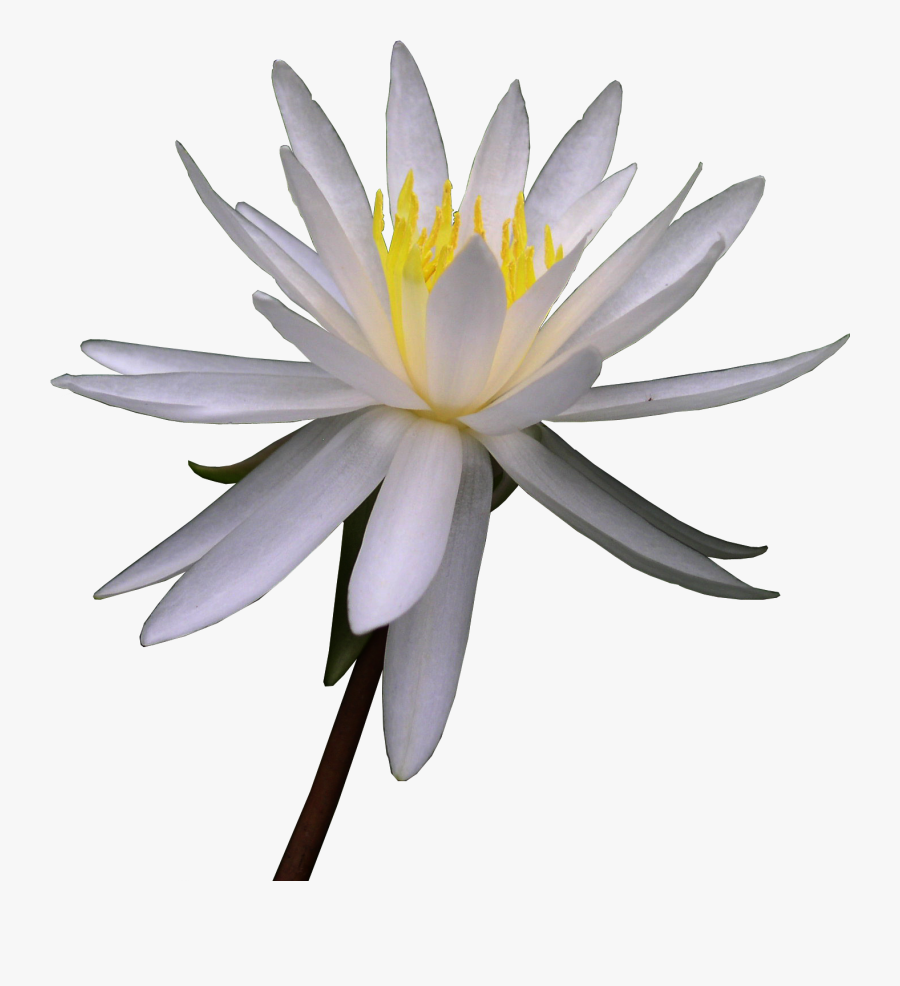 Lily White Flower Watercolor - Lily Flowers Watercolor, Transparent Clipart